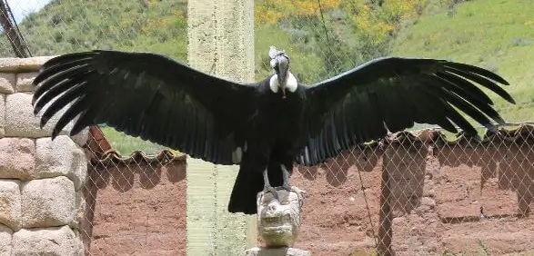 wildlife condor flying